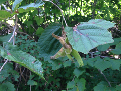 Corylus sieboldiana