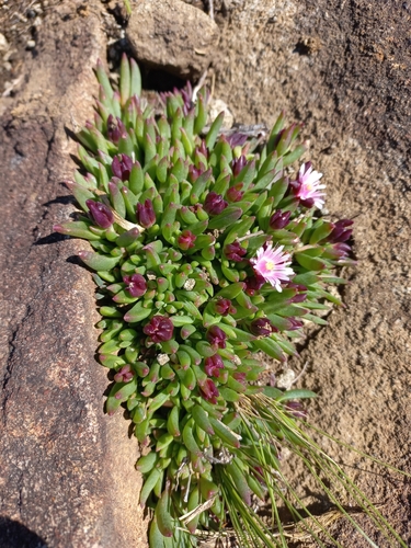 Image of Delosperma katbergense by (c) Brian du Preez, some rights reserved (CC BY-SA)