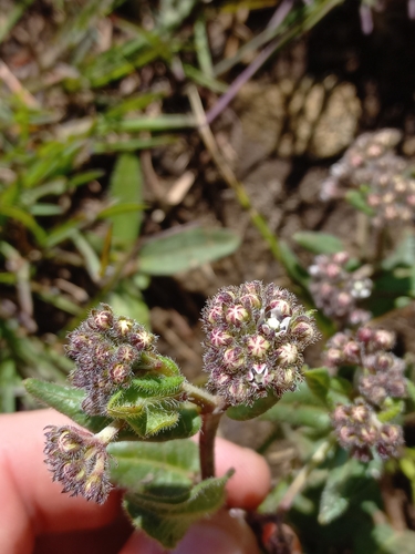 Image of Xysmalobium parviflorum by (c) Brian du Preez, some rights reserved (CC BY-SA)