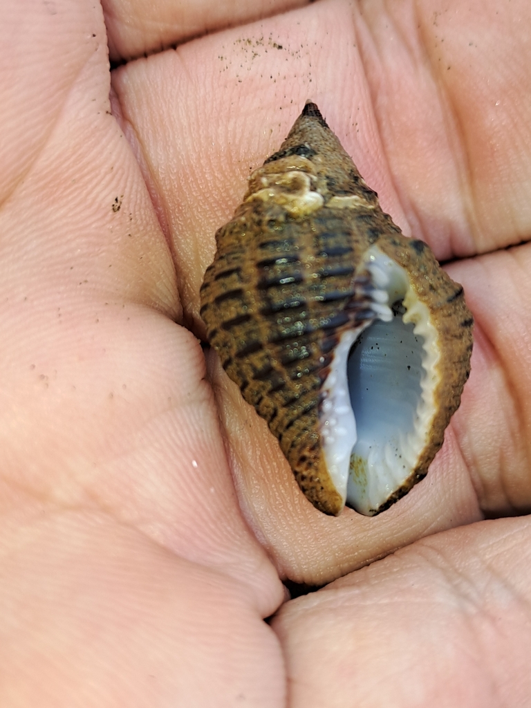 Gemophos gemmatus