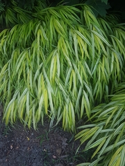 Hakonechloa