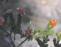 Melaleuca curtifolia
