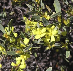 Hibbertia glomerata