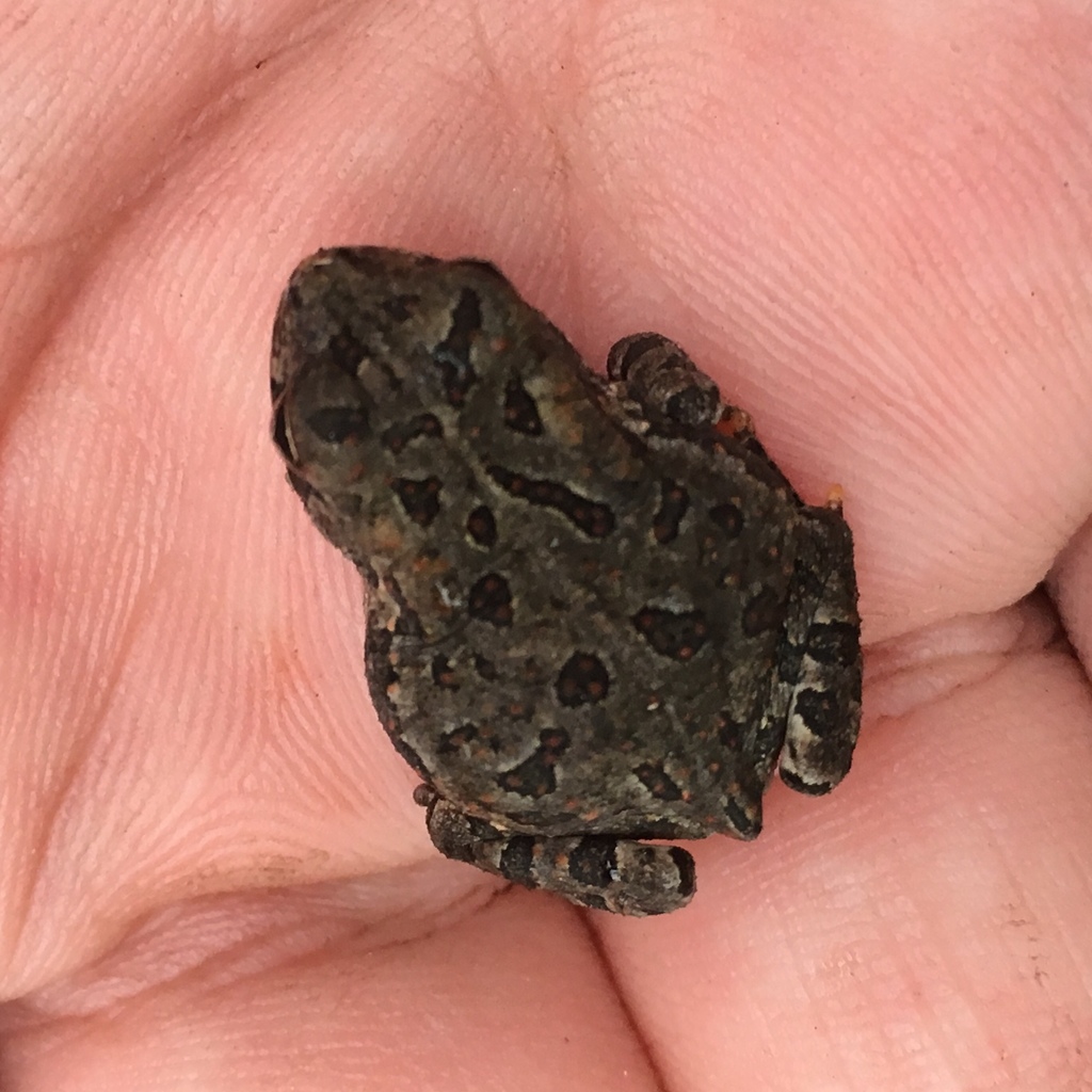 Fowler's Toad in July 2019 by Jeff Skrentny · iNaturalist