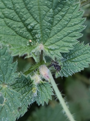 Dasineura dioicae