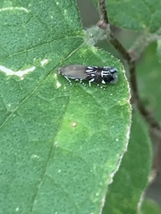 Anacampsis levipedella