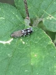 Anacampsis levipedella