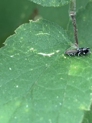 Anacampsis levipedella