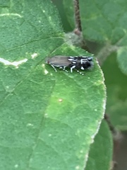 Anacampsis levipedella