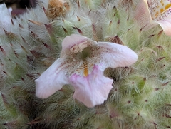 Lepidagathis (Lepidagathis)