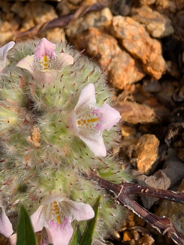 Image of Lepidagathis cristata by (c) Ravuri Krishna Chaitanya, some rights reserved (CC BY)