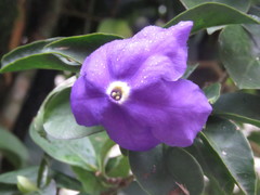 Brunfelsia australis