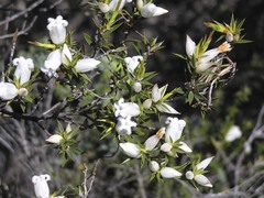 Astroloma xerophyllum