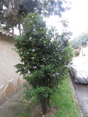 Brunfelsia australis