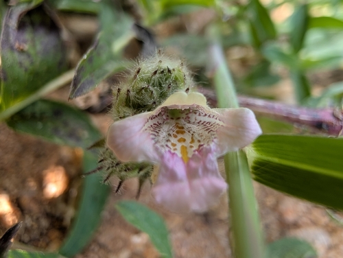Image of Lepidagathis cristata by (c) Ravuri Krishna Chaitanya, some rights reserved (CC BY)