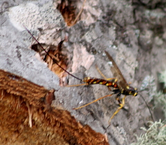 Megarhyssa nortoni