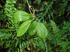 Hoya australis