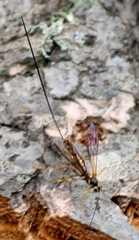 Megarhyssa nortoni