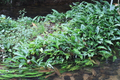 Lagenandra ovata, photograph (c) Oleg Kosterin, some rights reserved (CC BY)