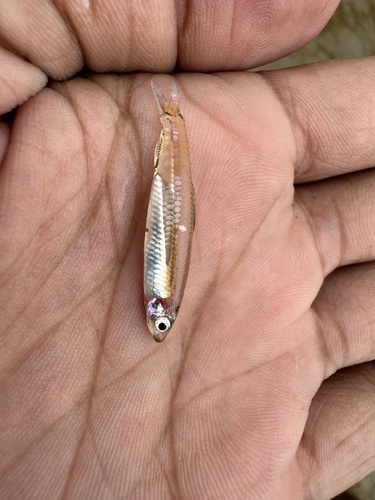 Malabar sprat (Ehirava fluviatilis) — Clupeidae