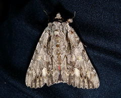 Catocala coccinata