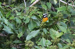 Spindalis nigricephala