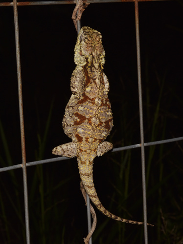 Blue-throated Agama, Acanthocercus atricollis