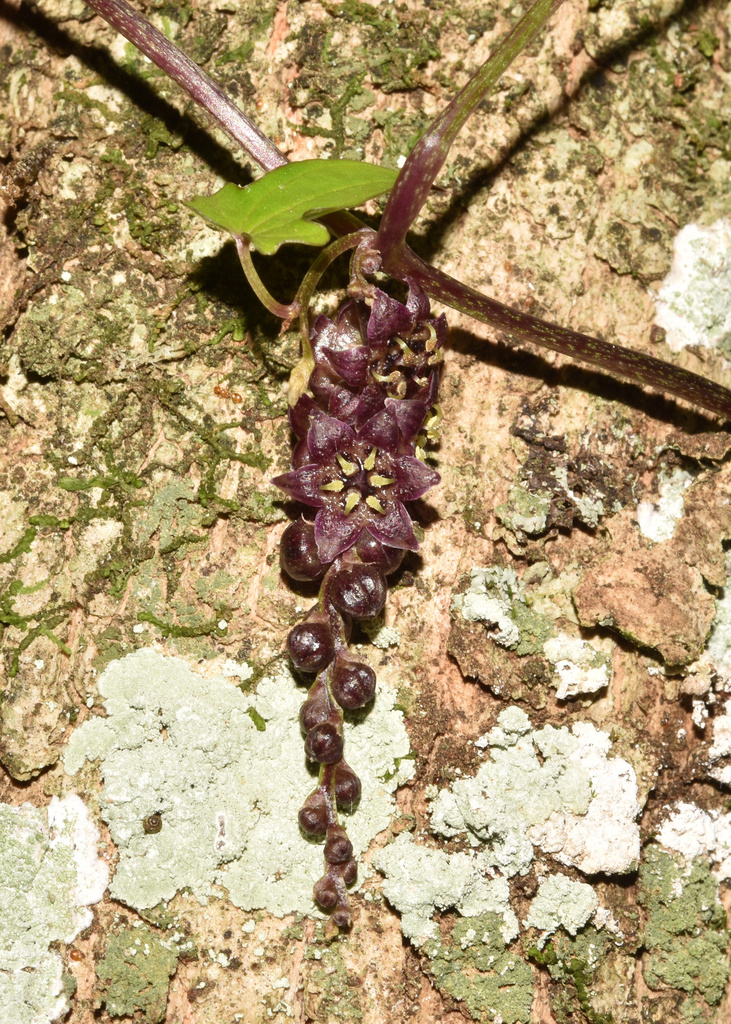 Dioscorea hurteri (Dioscorea hurteri)