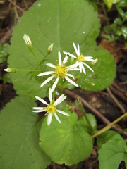 Eurybia schreberi