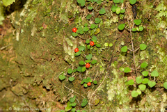 Nertera dichondrifolia