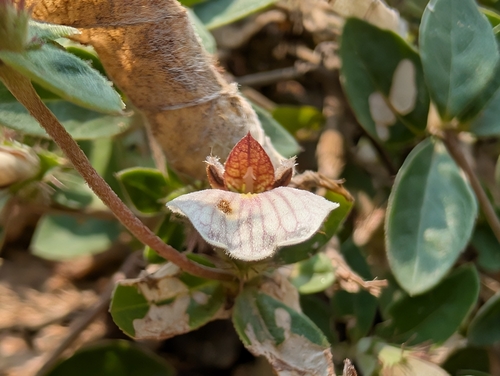Image of Blepharis maderaspatensis by (c) Ravuri Krishna Chaitanya, some rights reserved (CC BY)