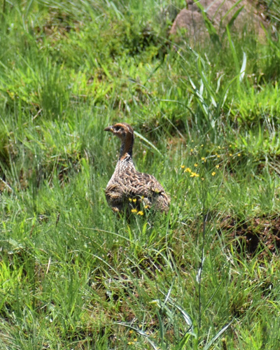 Red-winged Francolin (Scleroptila levaillantii)