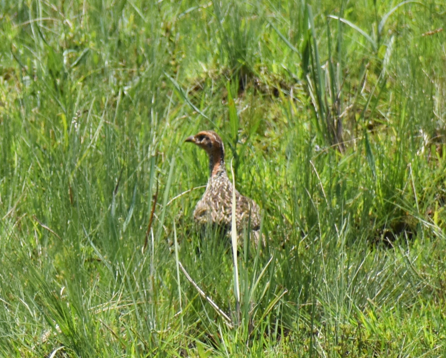 Red-winged Francolin (Scleroptila levaillantii), photo 2