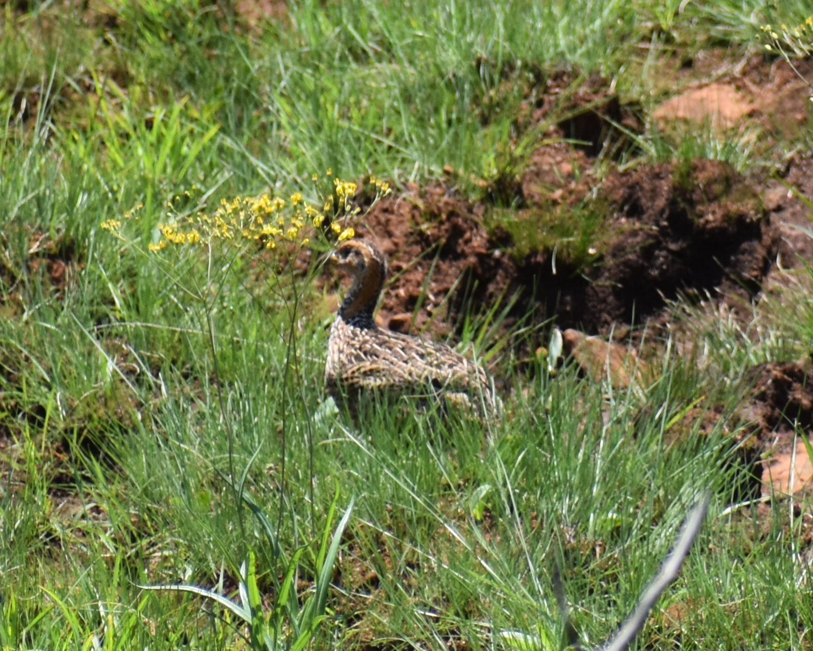 Red-winged Francolin (Scleroptila levaillantii), photo 3