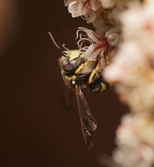 Dianthidium