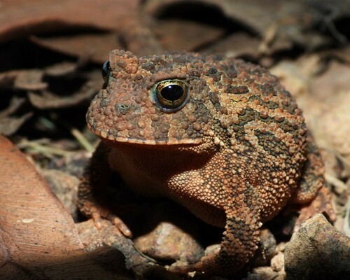 Proceratophrys vielliardi