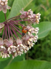 Hippodamia glacialis
