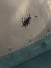 Pseudoedophrys hilleri