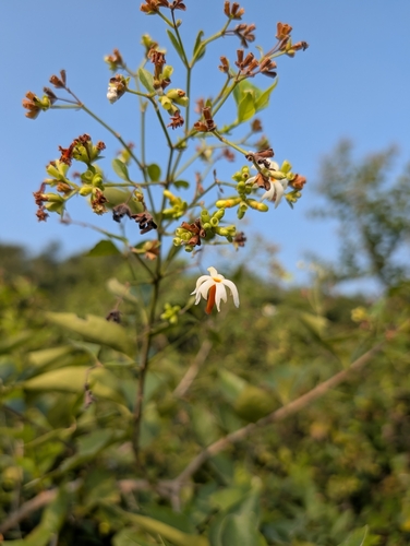 Image of Nyctanthes arbor by (c) Ravuri Krishna Chaitanya, some rights reserved (CC BY)