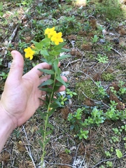 Lithospermum caroliniense