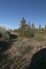 Ipomopsis aggregata aggregata