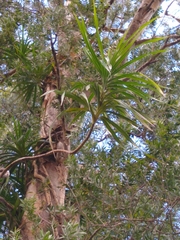 Freycinetia arborea