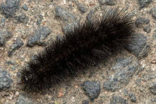 Water Ermine
