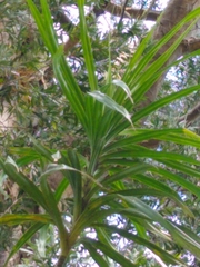 Freycinetia arborea