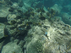 Acanthurus leucopareius