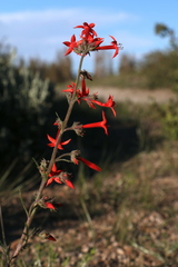 Ipomopsis aggregata aggregata