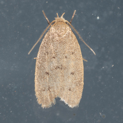 Inga obscuromaculella