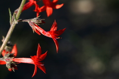 Ipomopsis aggregata aggregata