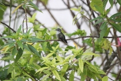 Mellisuga minima