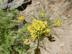 Cymopterus terebinthinus